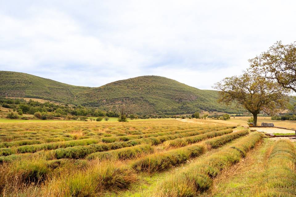 Vue sur campagne