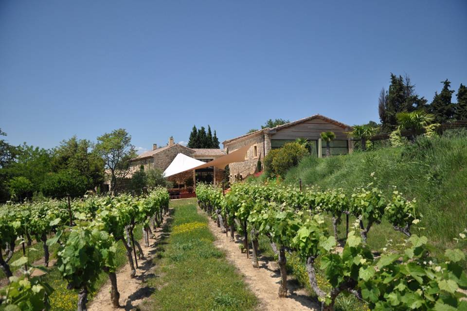 Au pied des vignes