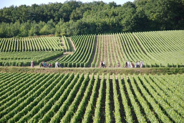 Dans les champs