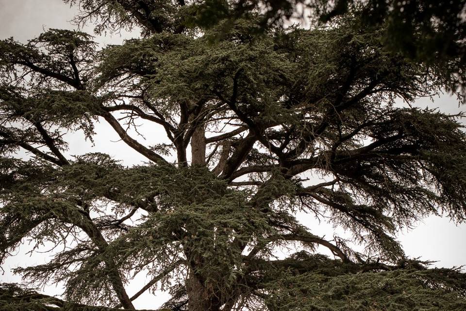 Sous un arbre