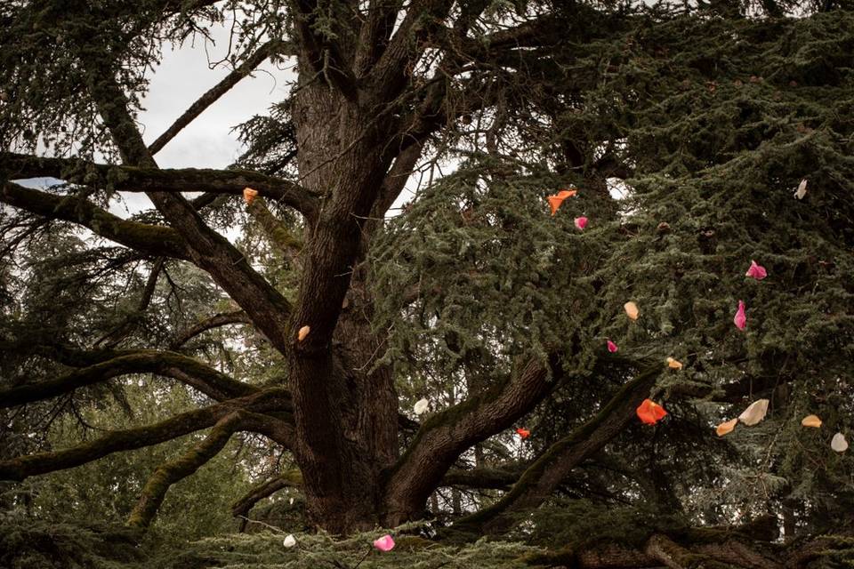 Sous les confettis