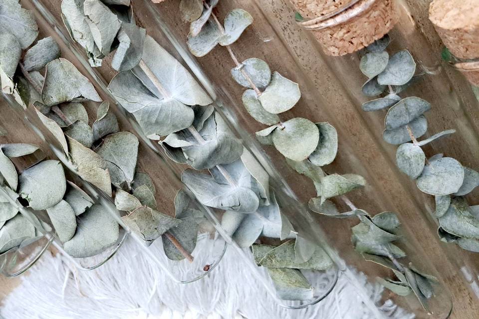 Fioles d'Eucalyptus