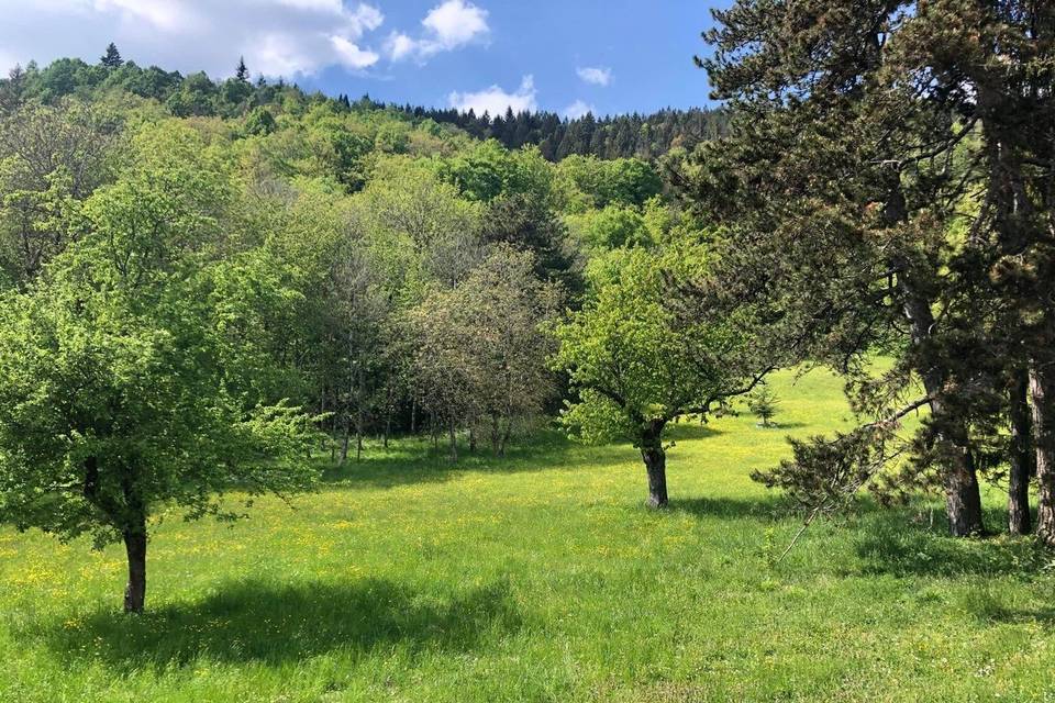 Le parc au printemps