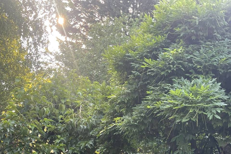 Jardin