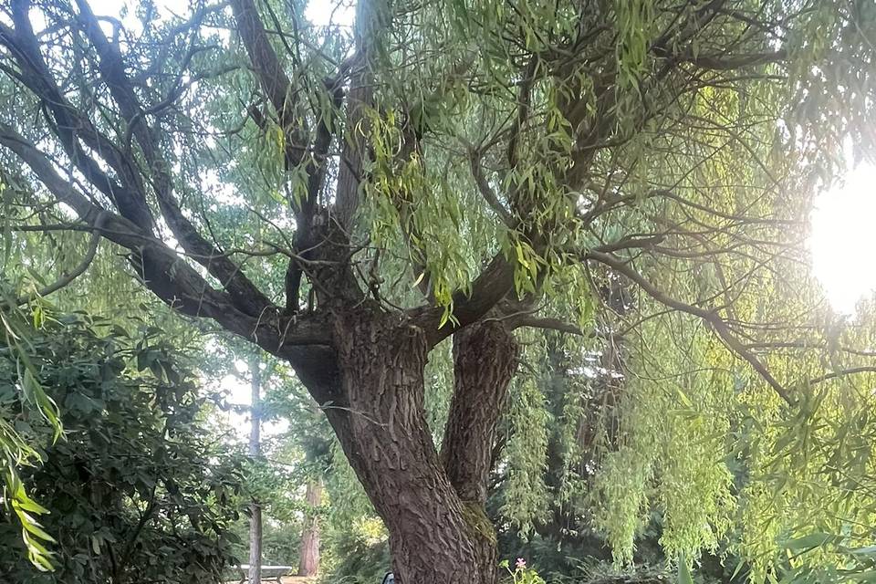 Jardin