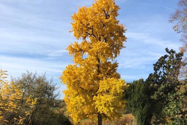 Parc - Gingko Biloba