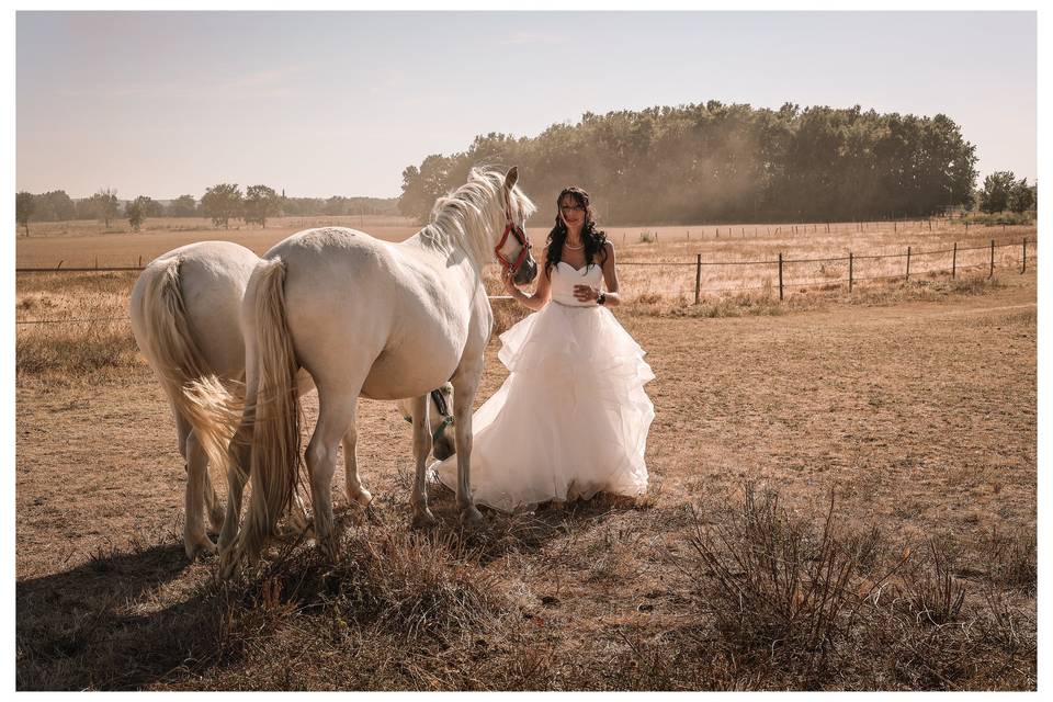 Chevaux de la mariée