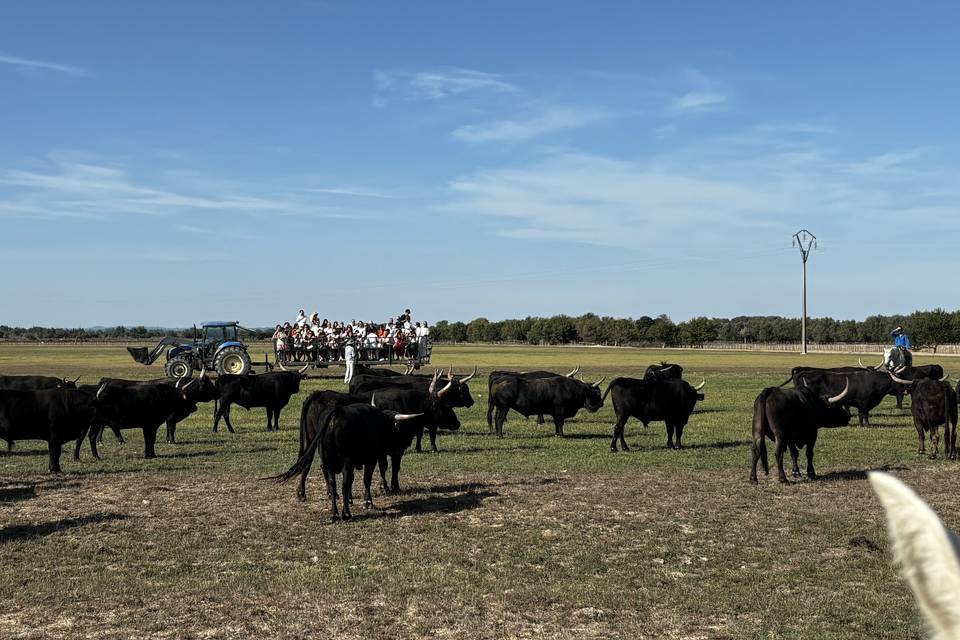 Visite du troupeau