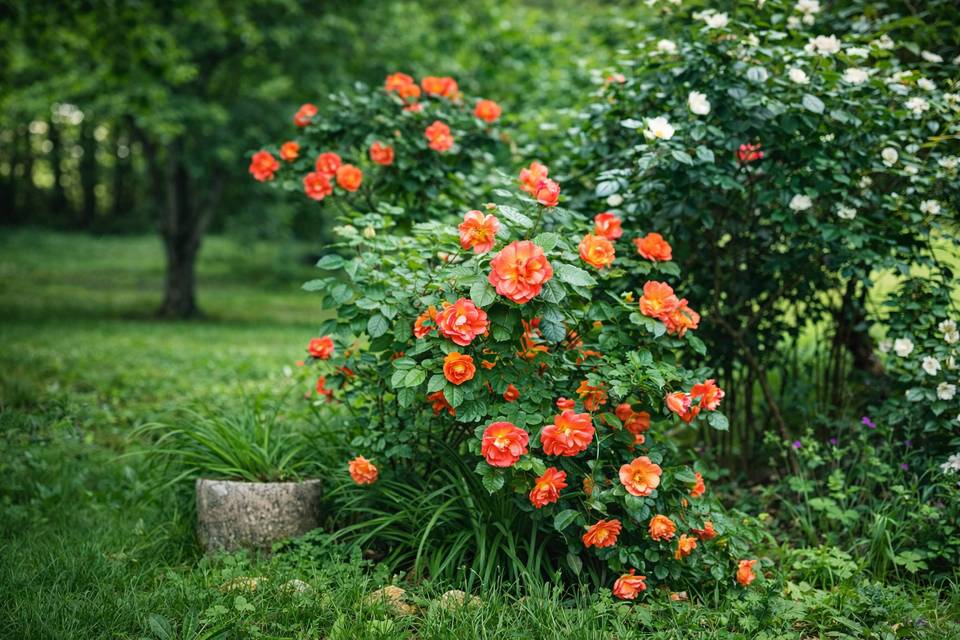 Jardin fleuri