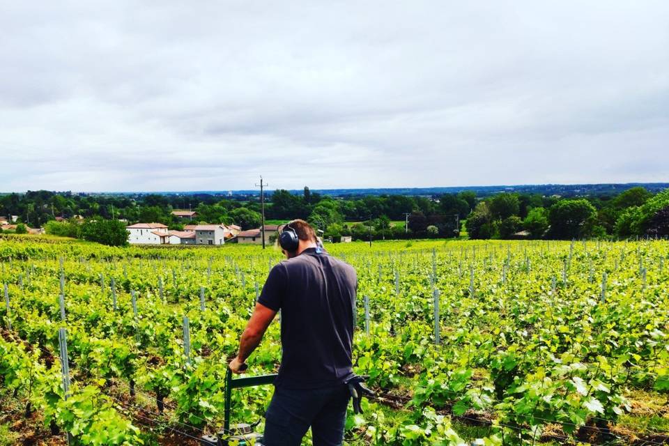 Tonte des chardonnay