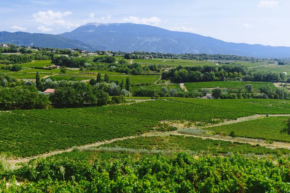 Cave la Comtadine