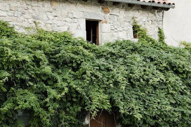 Sous la glycine