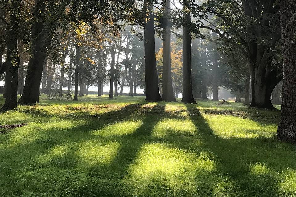 Des arbres centenaires