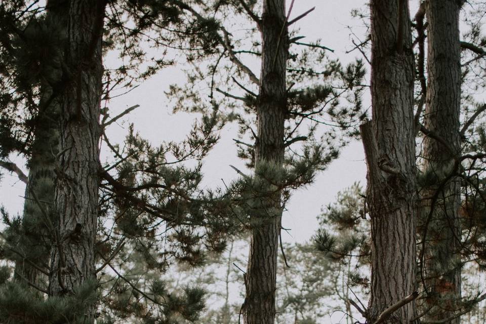 Sous les branches