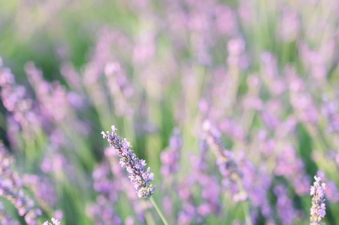 Les lavandes de Provence