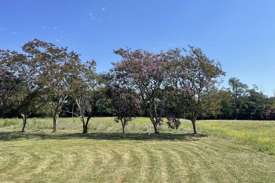 Lagerstroemia