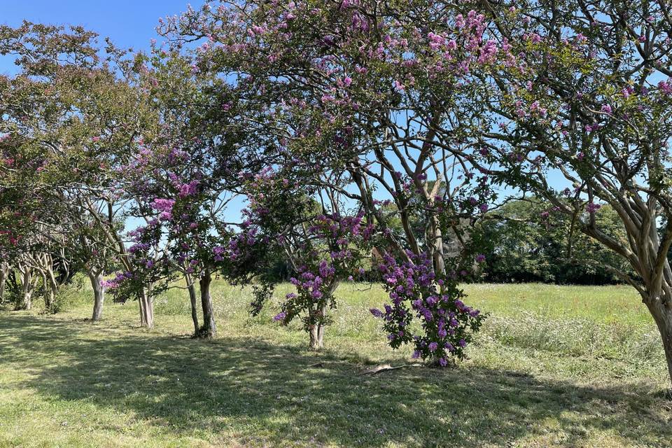 Lagerstroemia