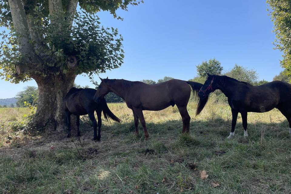 Chevaux de lahire