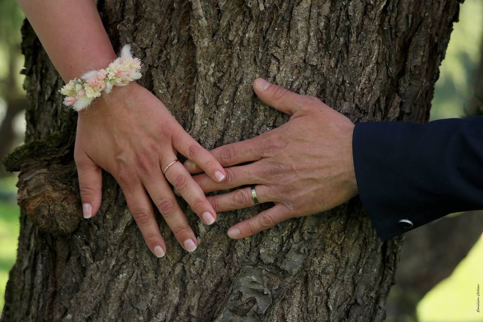 Arbre en témoin