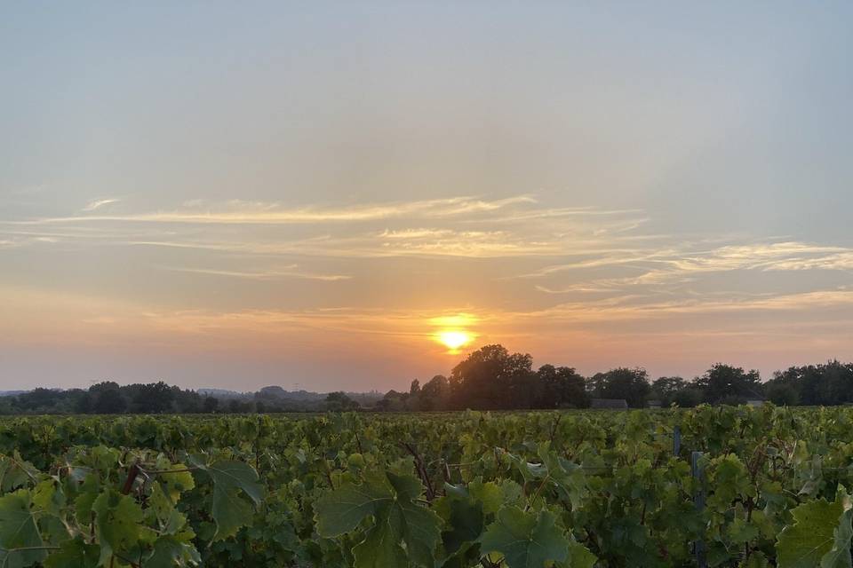 Vignes