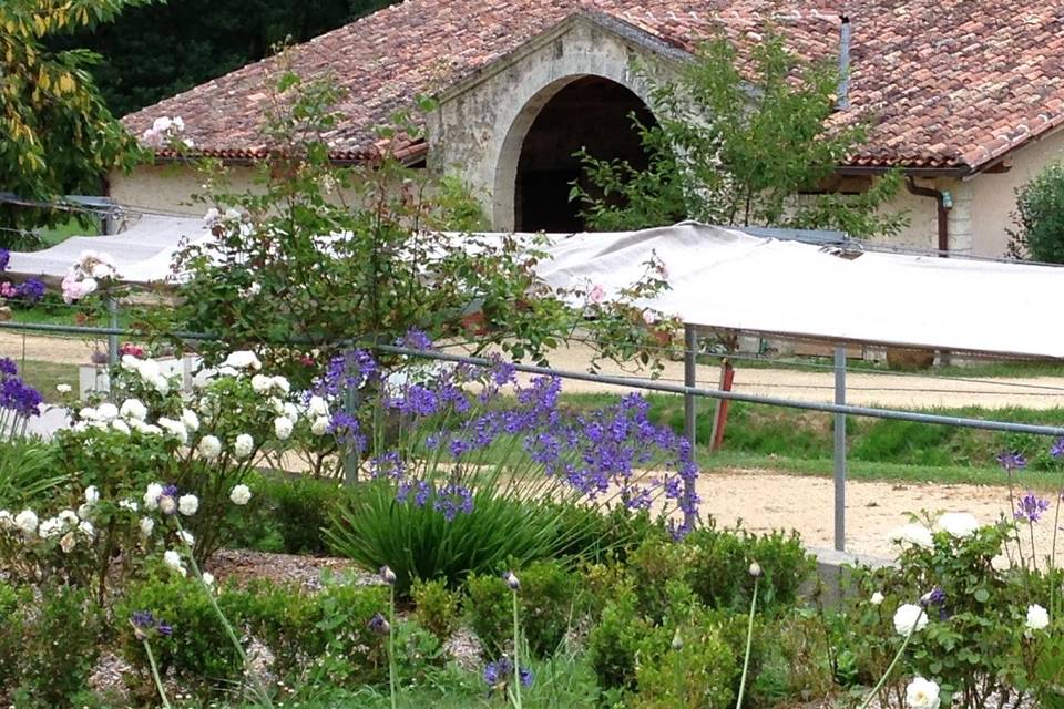 Le chai en été