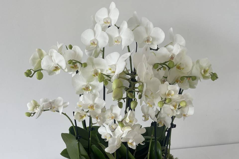 Orchidée