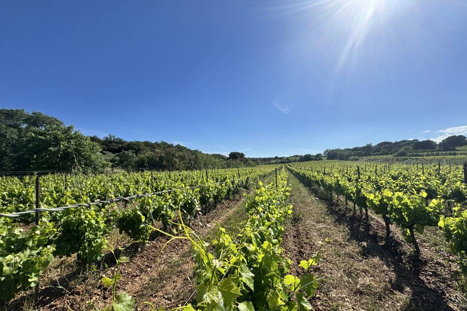 Les vignes aux alentours