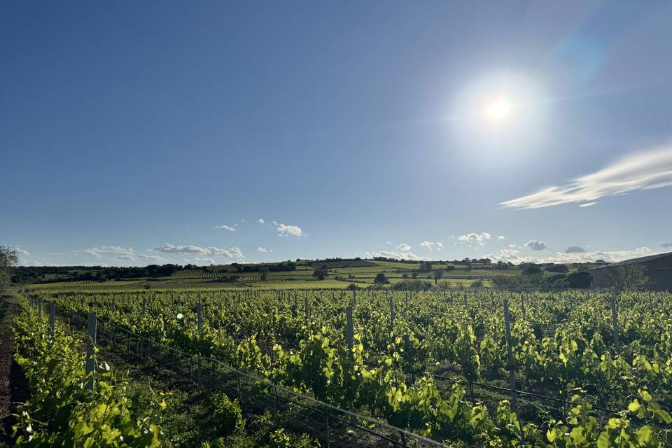 Vignes