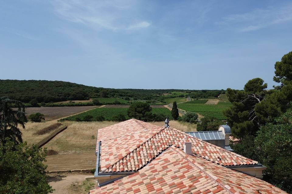 Paysage viticole vue de haut