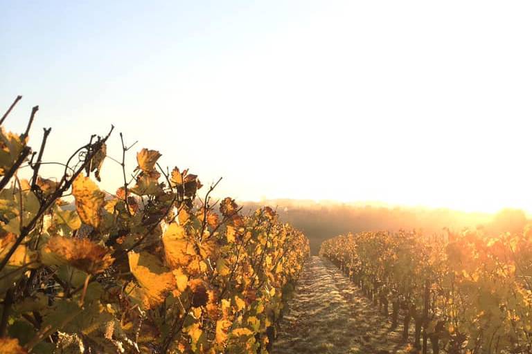 Vigne a l'automne