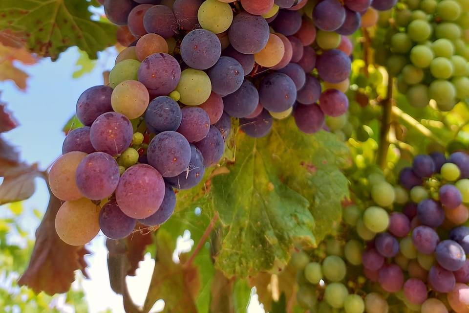 La veraison