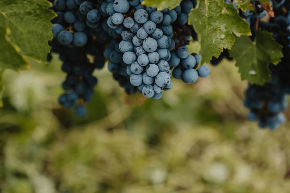 Cabernet Franc