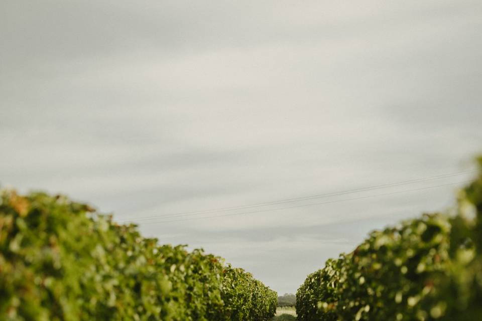 Rang de vigne
