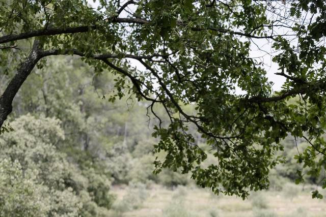 Cérémonie devant les vignes