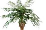 Location arbres exotiques