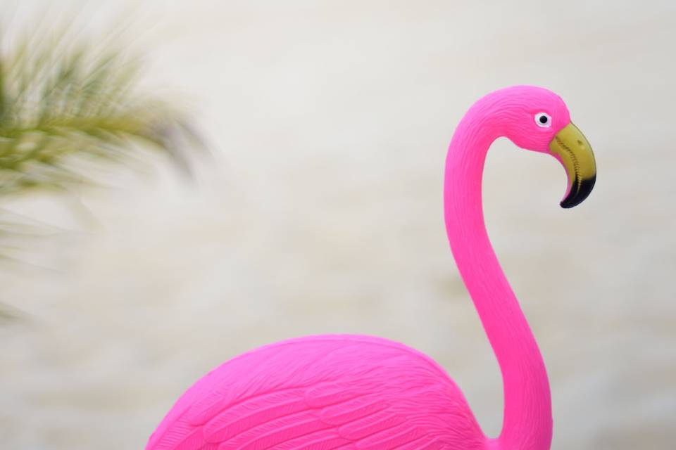 Flamant rose