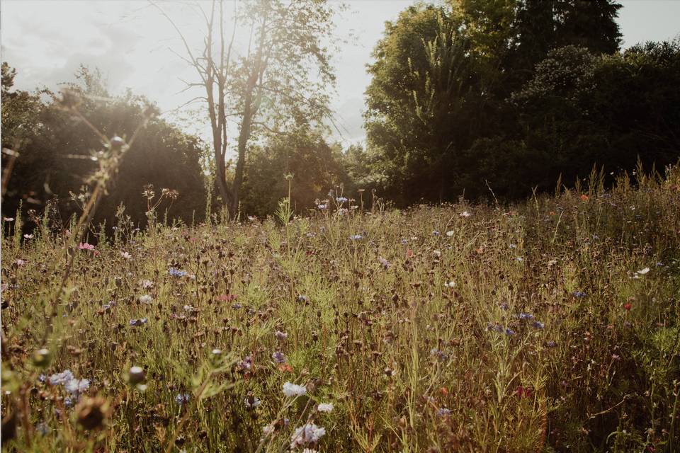Notre champ de fleurs