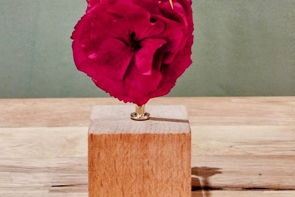 Alvina fushia