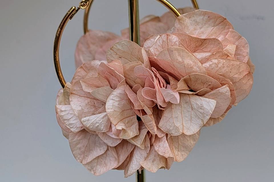 Lyra rose tendre