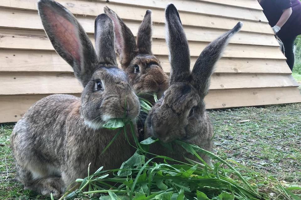 Nos animaux