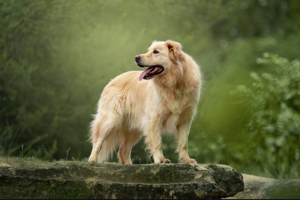 Séance canin