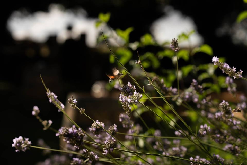 Bailey Photographie
