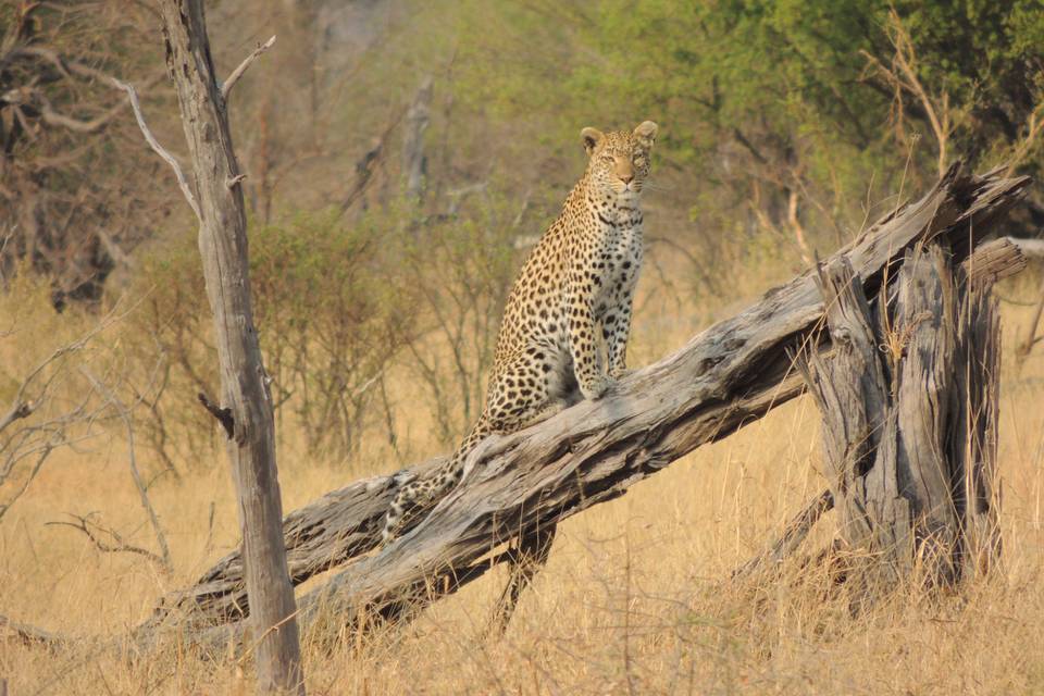 Léopard au Botswana