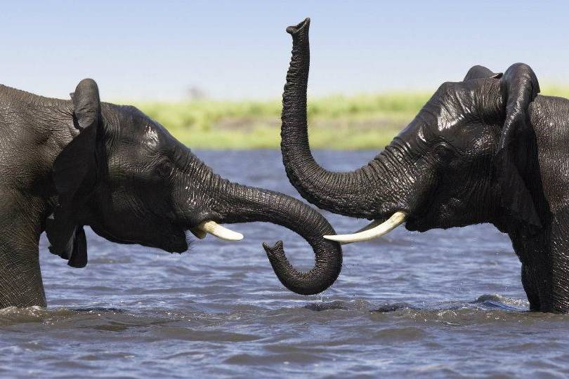 Elephants au Botswana