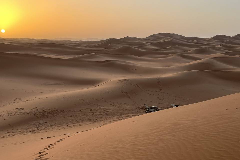 Voyage dans le Sahara