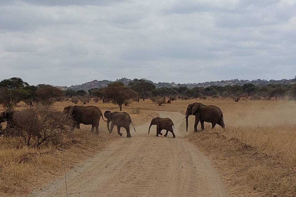 Safaris Tanzanie