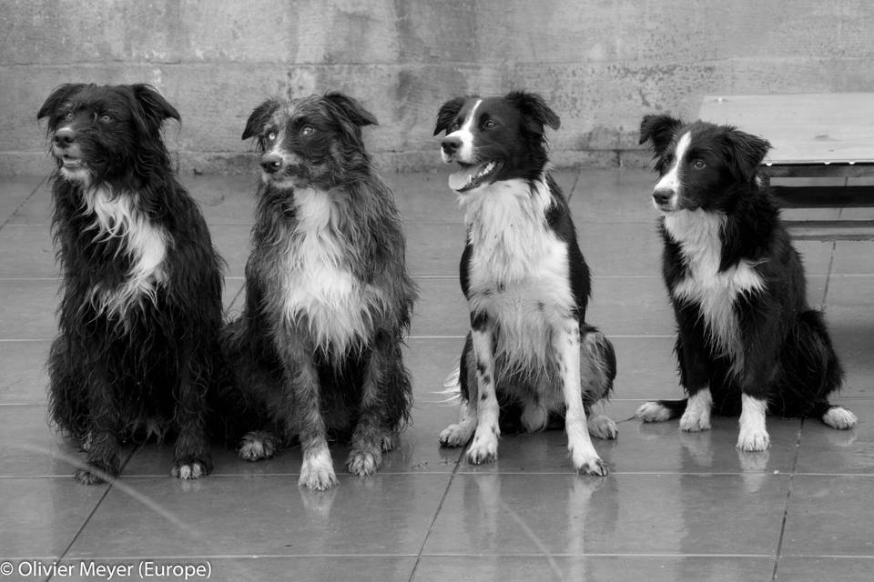 Border Collie