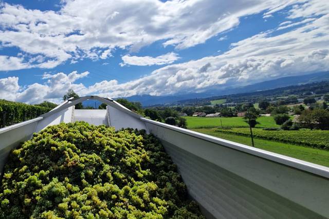 La période des Vendanges