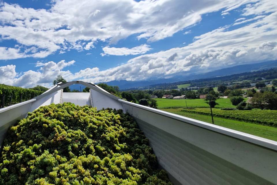 La période des Vendanges