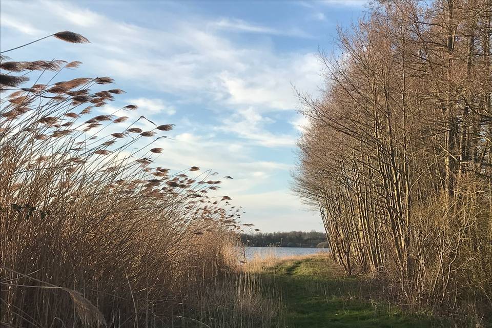 Balade au bord de l'étang